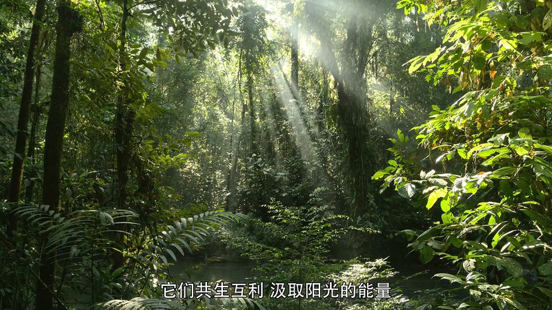 2020英国纪录《大卫·爱登堡：地球上的一段生命旅程》HD720P&HD1080P.英语中字截图