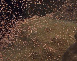 国家地理：大白鲨的长途冒险旅程封面图