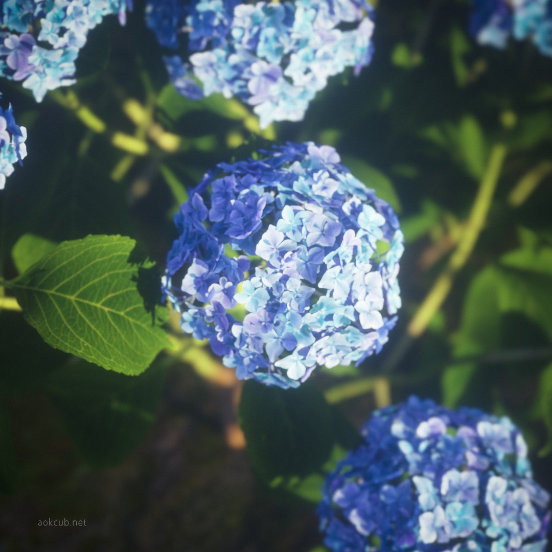 紫陽花 Aokcub 一绘