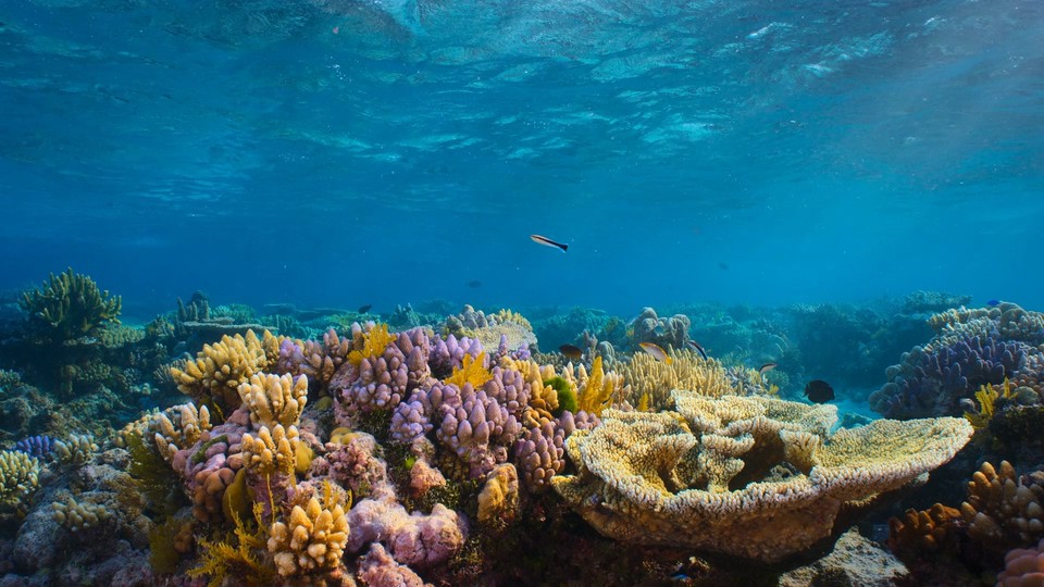 2021澳大利亚纪录《河豚之家：神奇的珊瑚礁》HD720P&HD1080P.英语中字截图