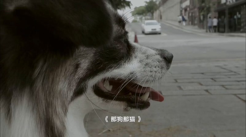 2012爱情喜剧《那狗那猫》HD1080P.韩语中字截图