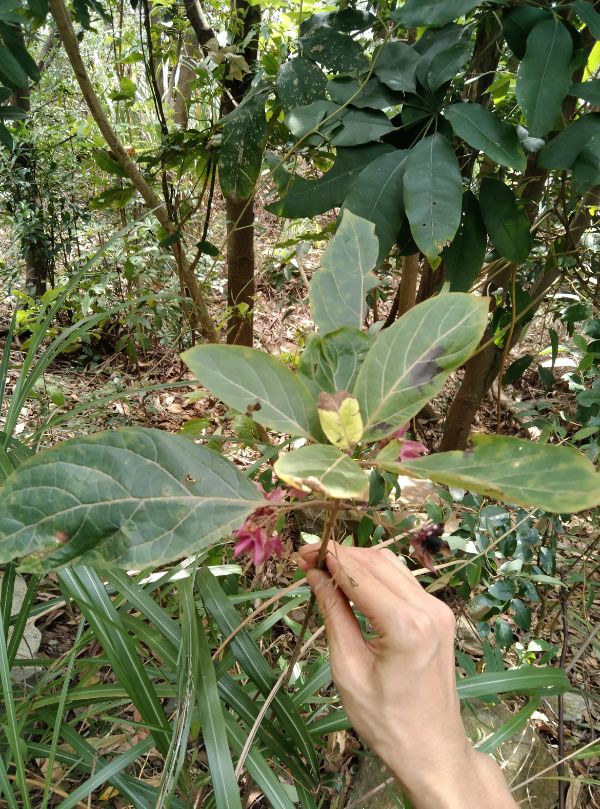 白花灯笼的图片