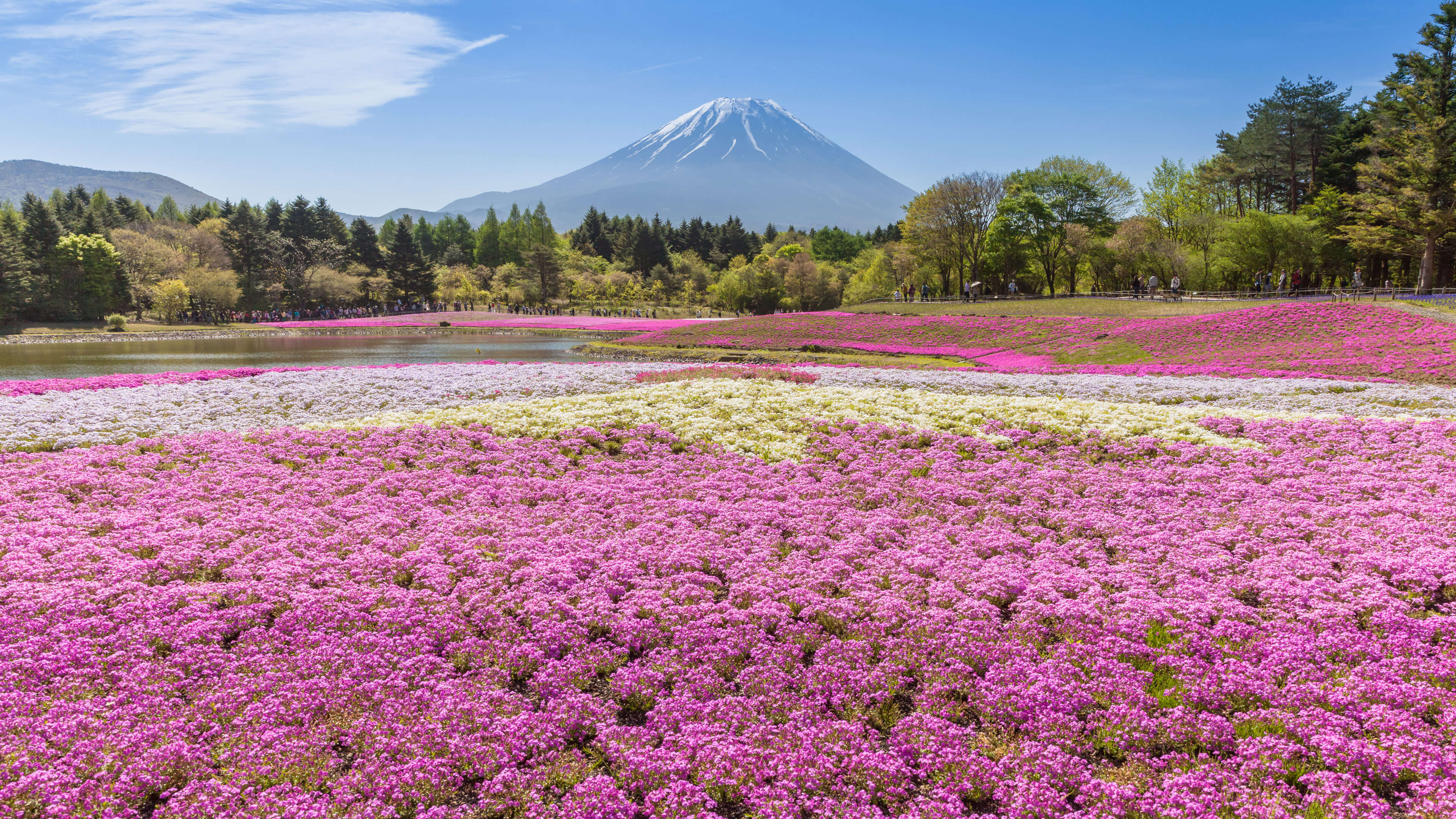 粉红色的花田，背景是一座山