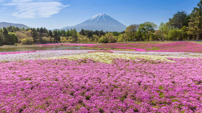 粉红色的花田，背景是一座山