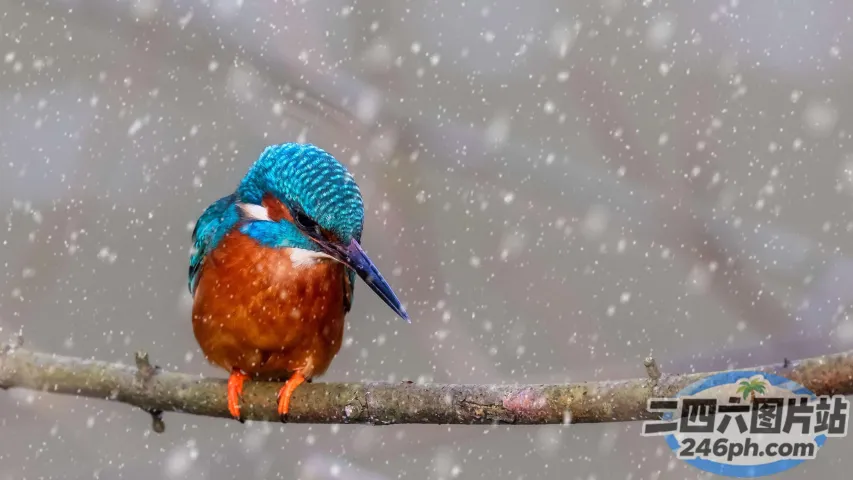 有一只鸟坐在雪地的树枝上