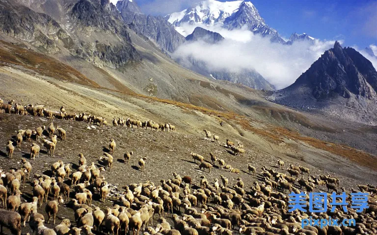 山区以山为背景的羊群