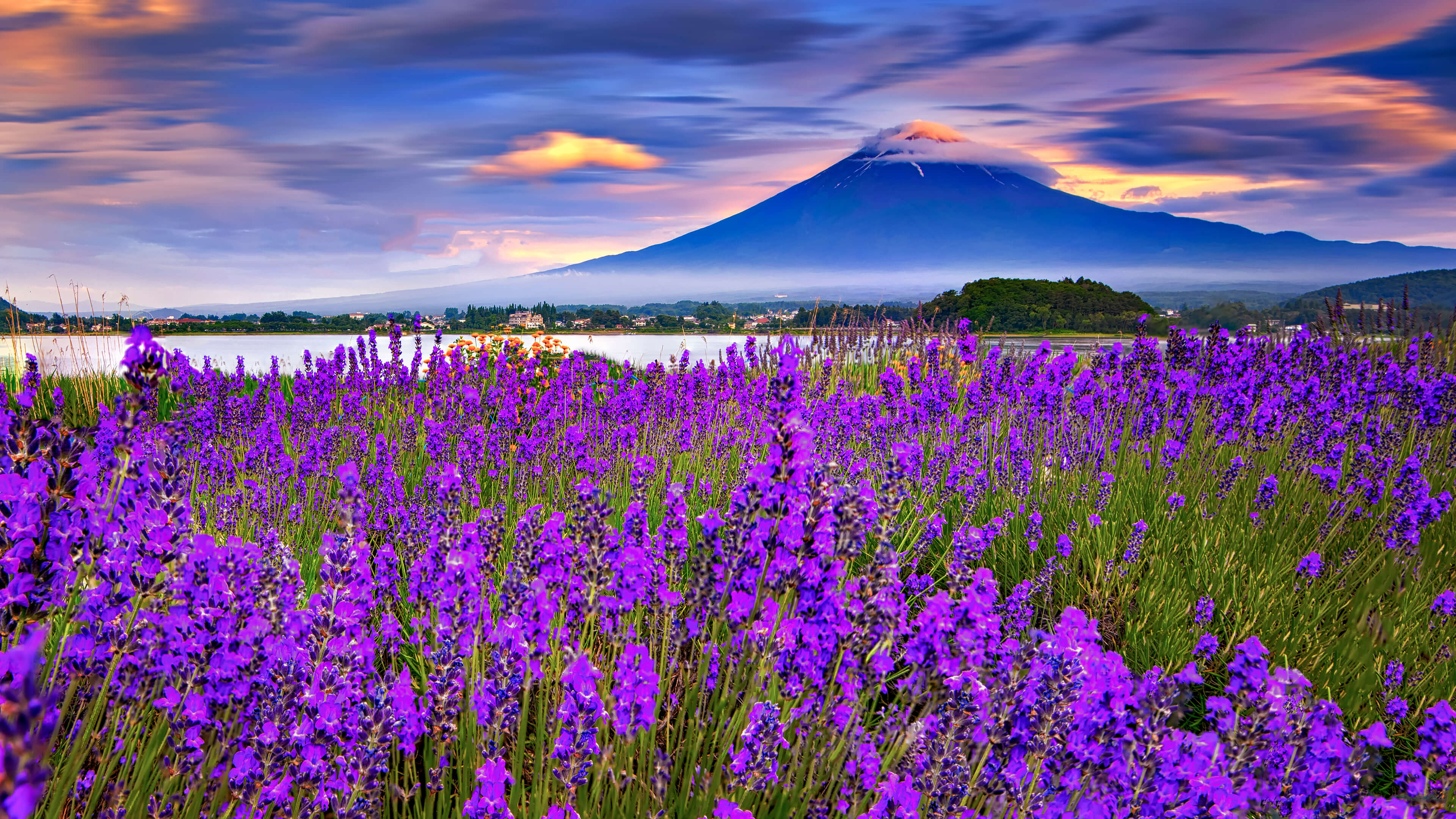 薰衣草花在以山为背景的田野中