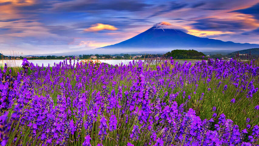 薰衣草花在以山为背景的田野中