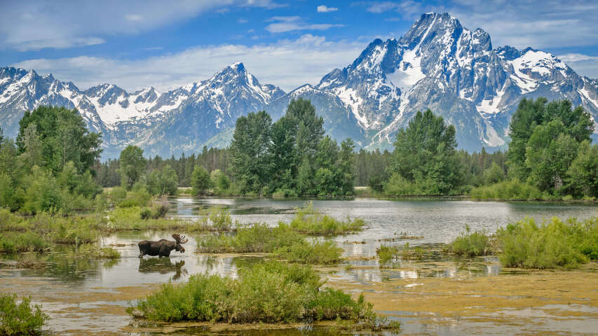 有一只驼鹿站在湖中，背景是群山
