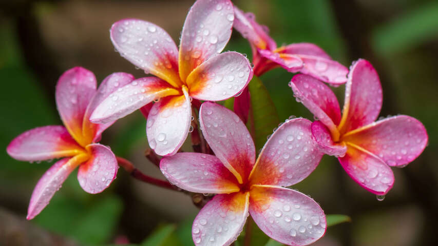 有粉红色的花朵，中心是黄色的，上面有水滴