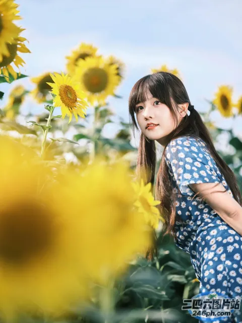 歌词大意： 有一个女人站在一片向日葵田里