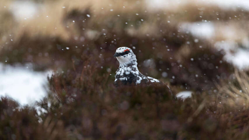 有一只鸟站在雪地里