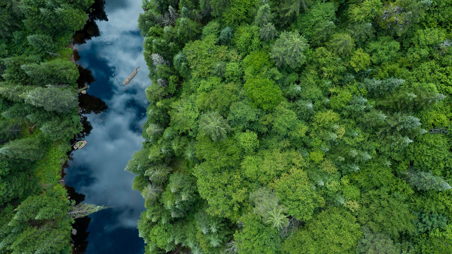 一条河流穿过郁郁葱葱的绿色森林的美景