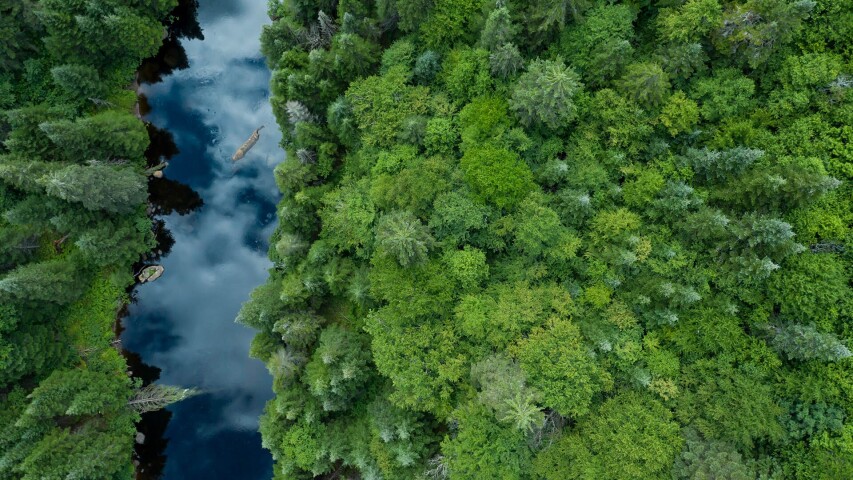 一条河流穿过郁郁葱葱的绿色森林的美景