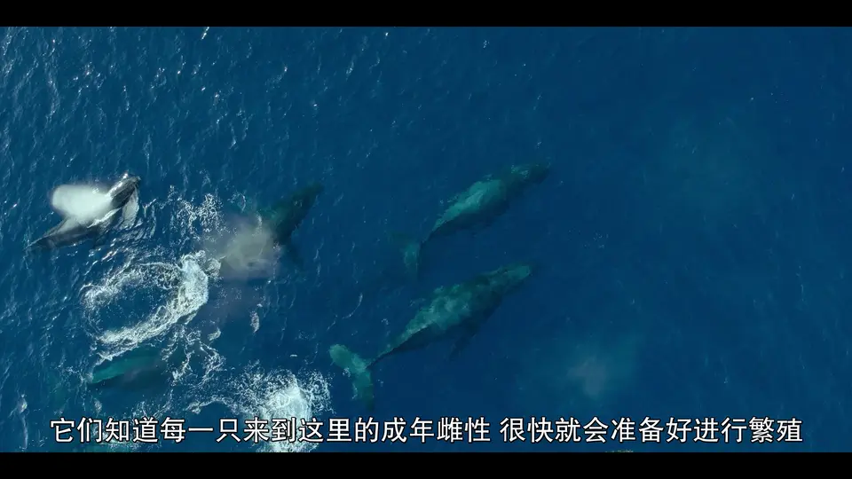 2024纪录片《我们的海洋》5集全.HD1080P.英语中字截图;jsessionid=HEhbSdxQefNwEd-1_H4ZdryzauQInXjq7i0gdX5L