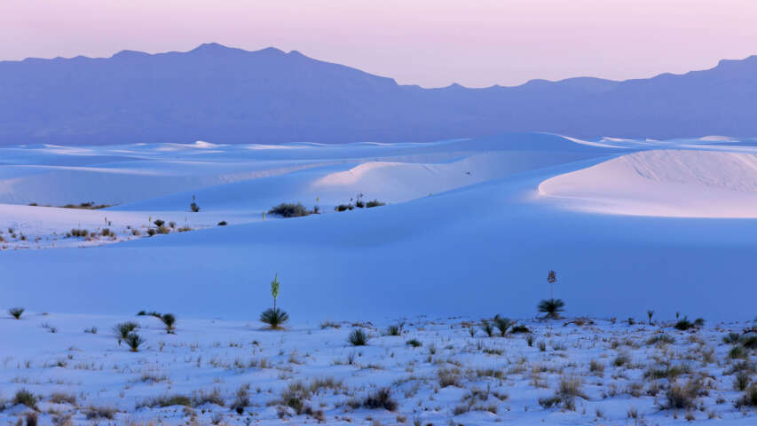 远处的群山白雪皑皑，前景中有几棵树