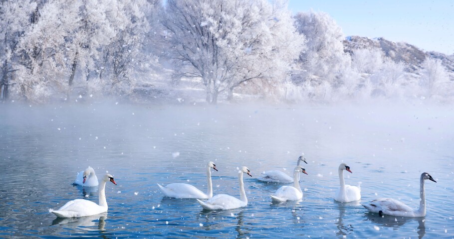 成群的天鹅在湖中游泳，背景是白雪皑皑的树木