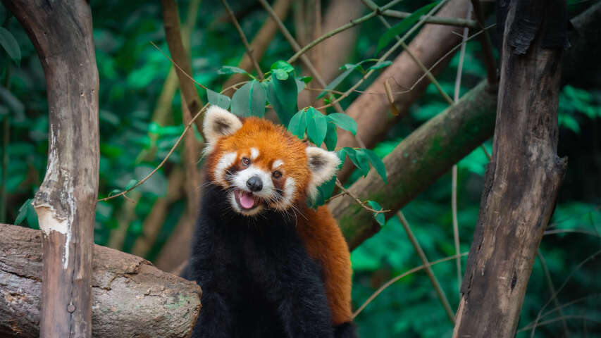 有一只小熊猫坐在树枝上，张着嘴巴