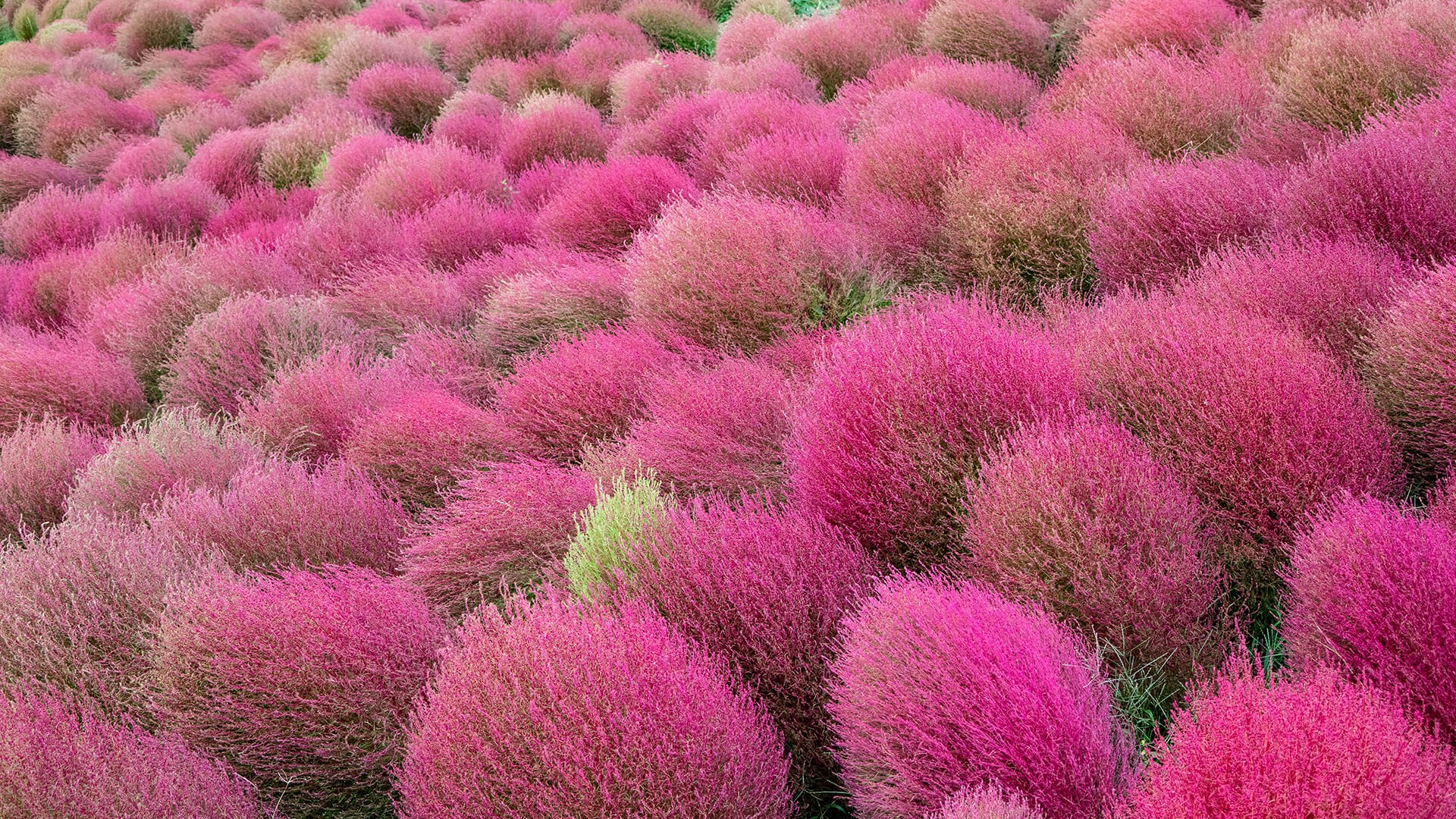 粉红色的花田，背景是绿色的灌木丛