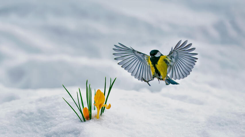 There is a bird that is fly over some flower in the snow （有一只鸟在雪地里飞过一些花朵）