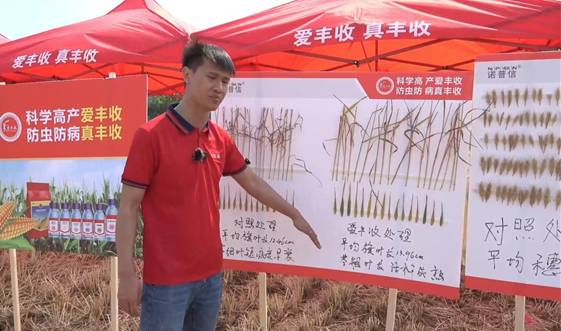 测产现场|爱丰收实打实收，一亩增产200余斤