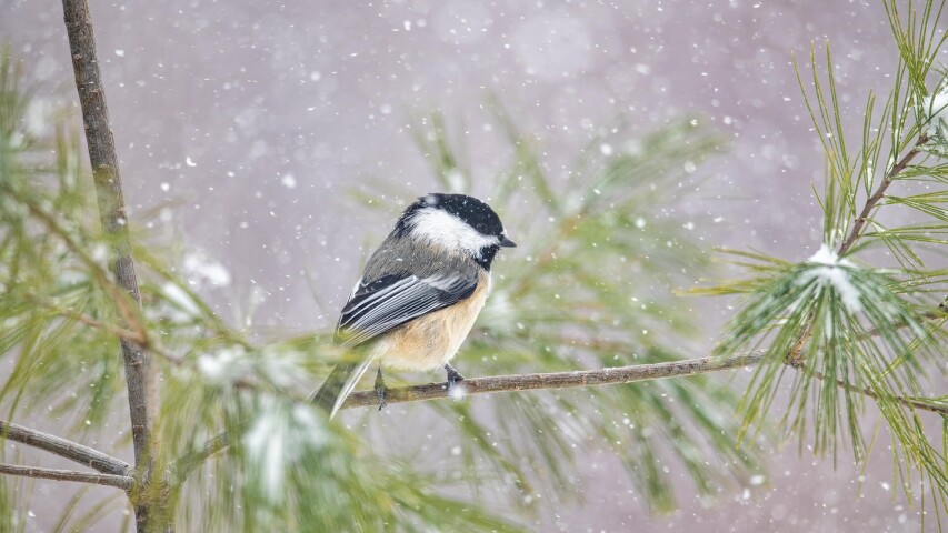 雪地里的树枝上坐着一只鸟