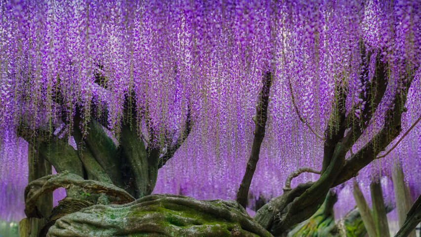 紫色的花朵从树枝上长出来