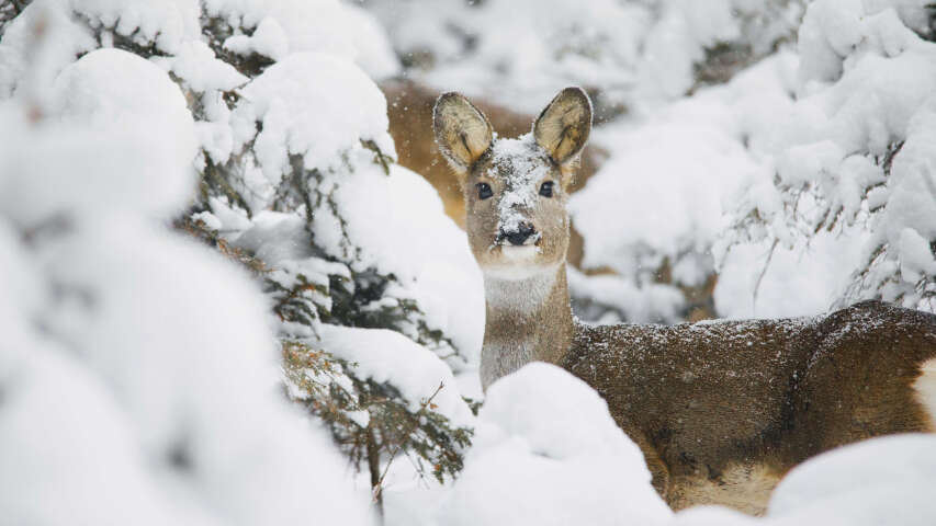 有一只鹿站在雪地里