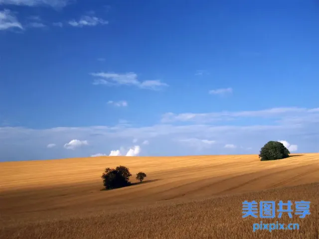 麦田中间有两棵树