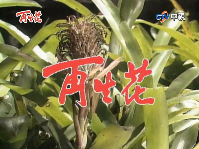 再生花1990封面图