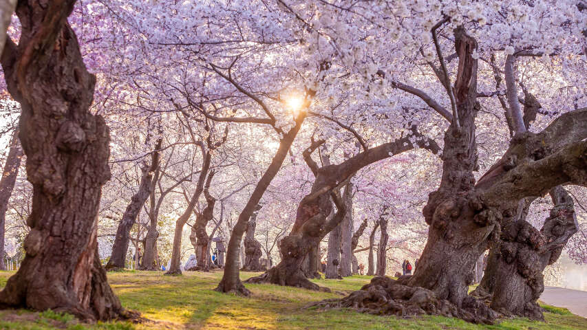 公园里开着紫色花朵的树木，人们走过