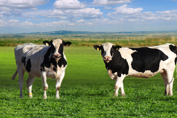 走进蒙牛参访学习