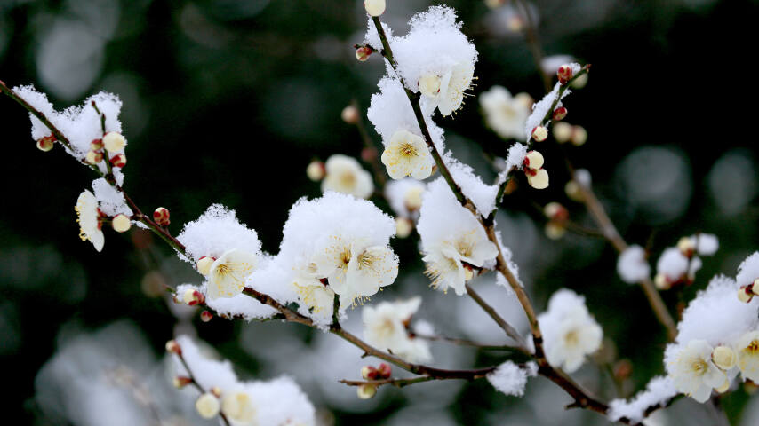 有一根白雪覆盖的树枝，开着白色的花朵