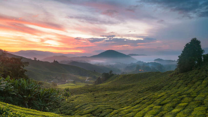日落时分山间茶园的 arafed 景观