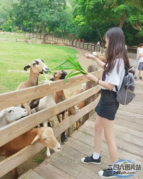 有一名妇女在围栏区域喂一群山羊