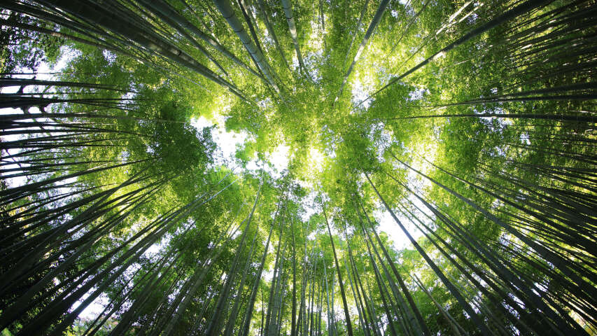 高大树木和天空的森林景色
