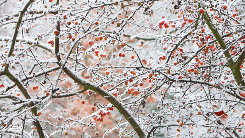 有一只鸟坐在被雪覆盖的树枝上