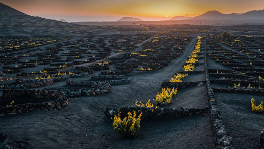 田野里生长着许多植物的 arafed 视图
