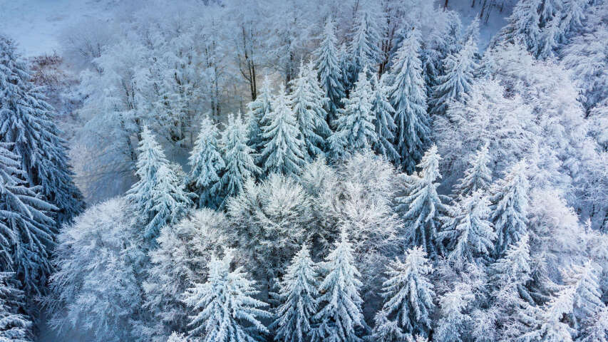 森林中被白雪覆盖的树木