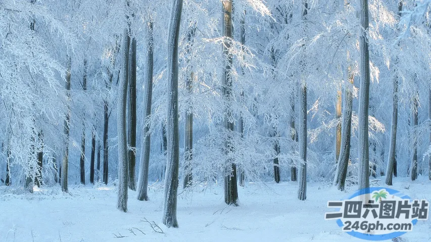 森林里有雪的树