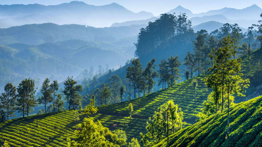 山峦和茶树上点缀着绿茶叶