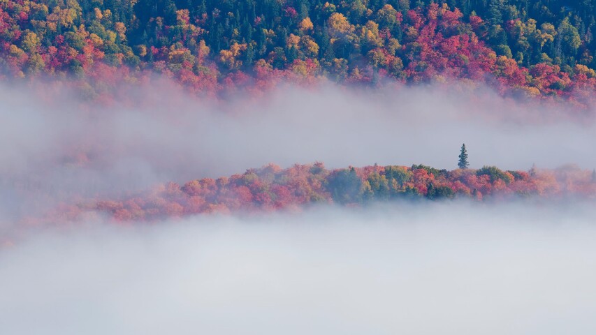 森林前景中的阿拉伯树，山坡上有雾