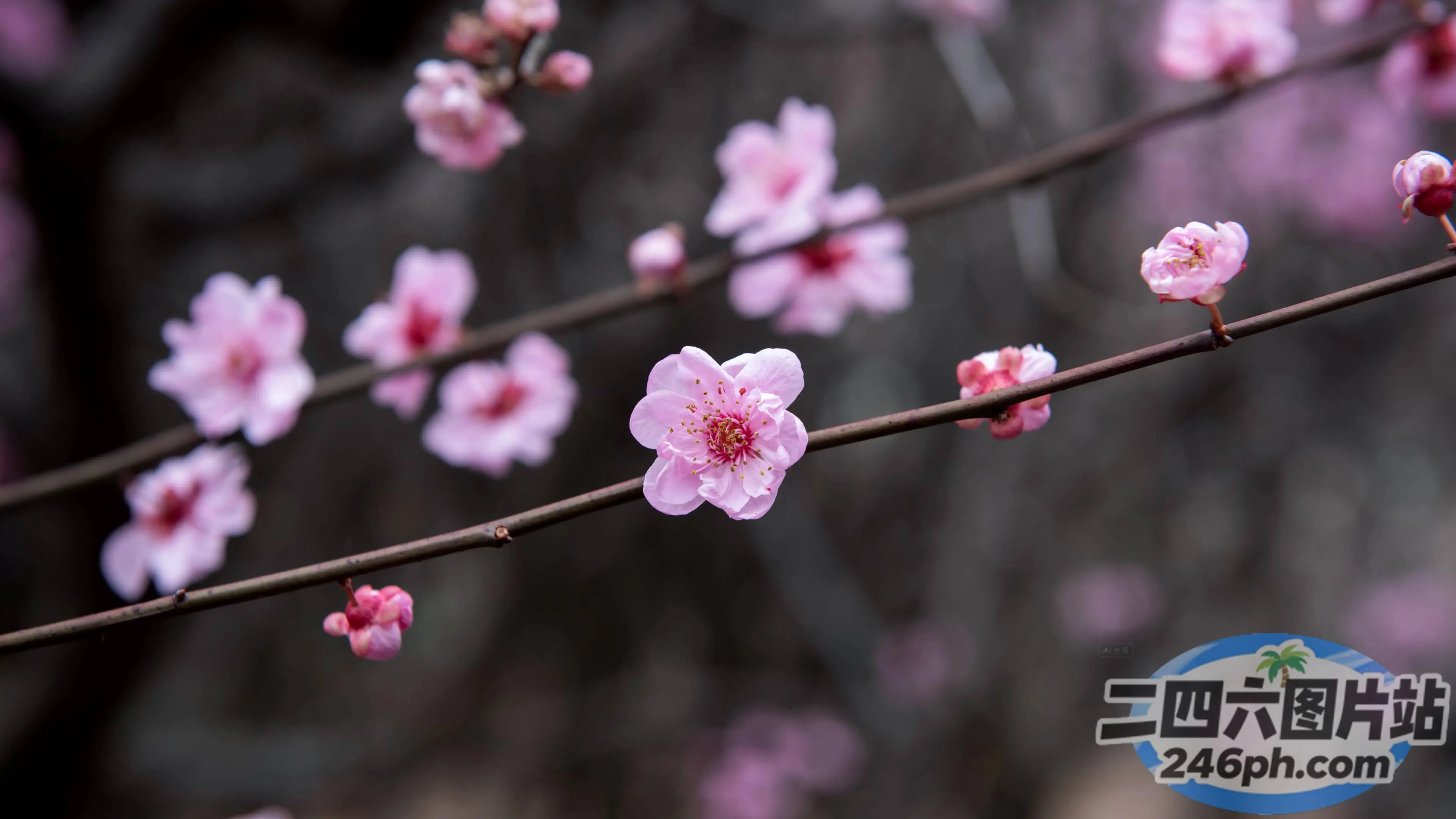 有一根树枝，背景是粉红色的花朵