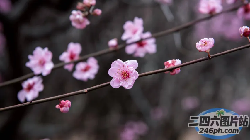 有一根树枝，背景是粉红色的花朵
