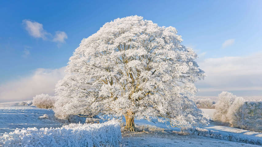 白雪皑皑的天空中的阿拉夫德树