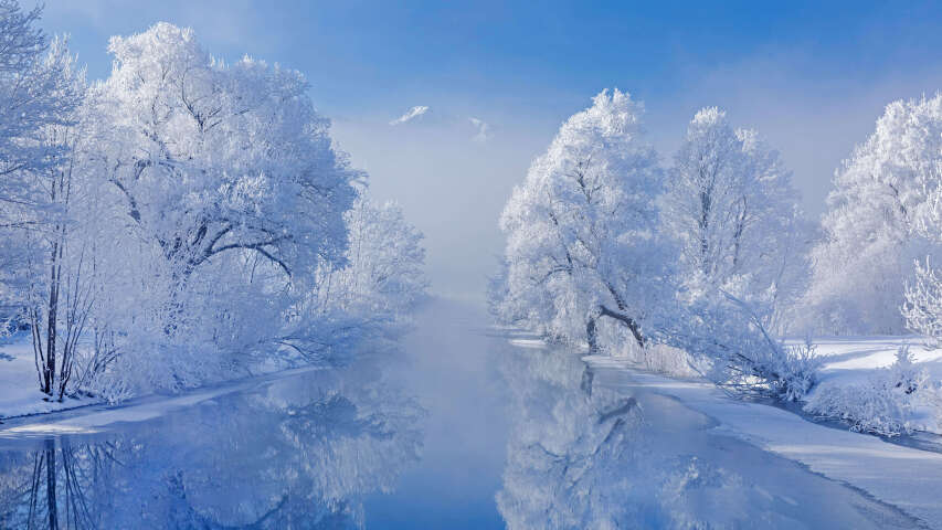 白雪皑皑的树木沿着河边排列