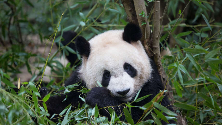 熊猫熊坐在草地上吃着森林里的竹叶