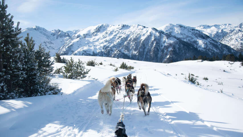 阿拉伯人拉着雪橇，狗拴着狗