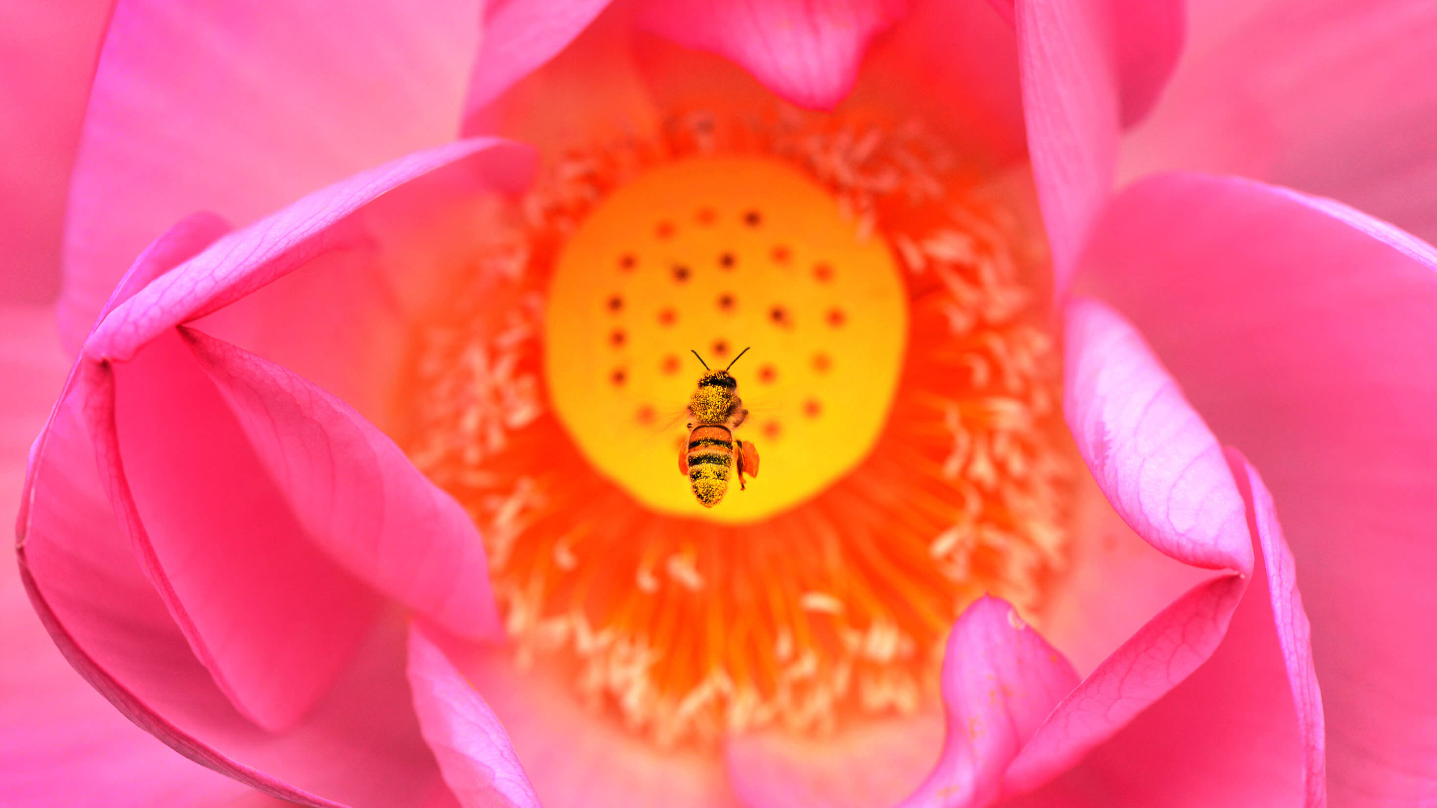 蜜蜂在粉红色花朵中的特写