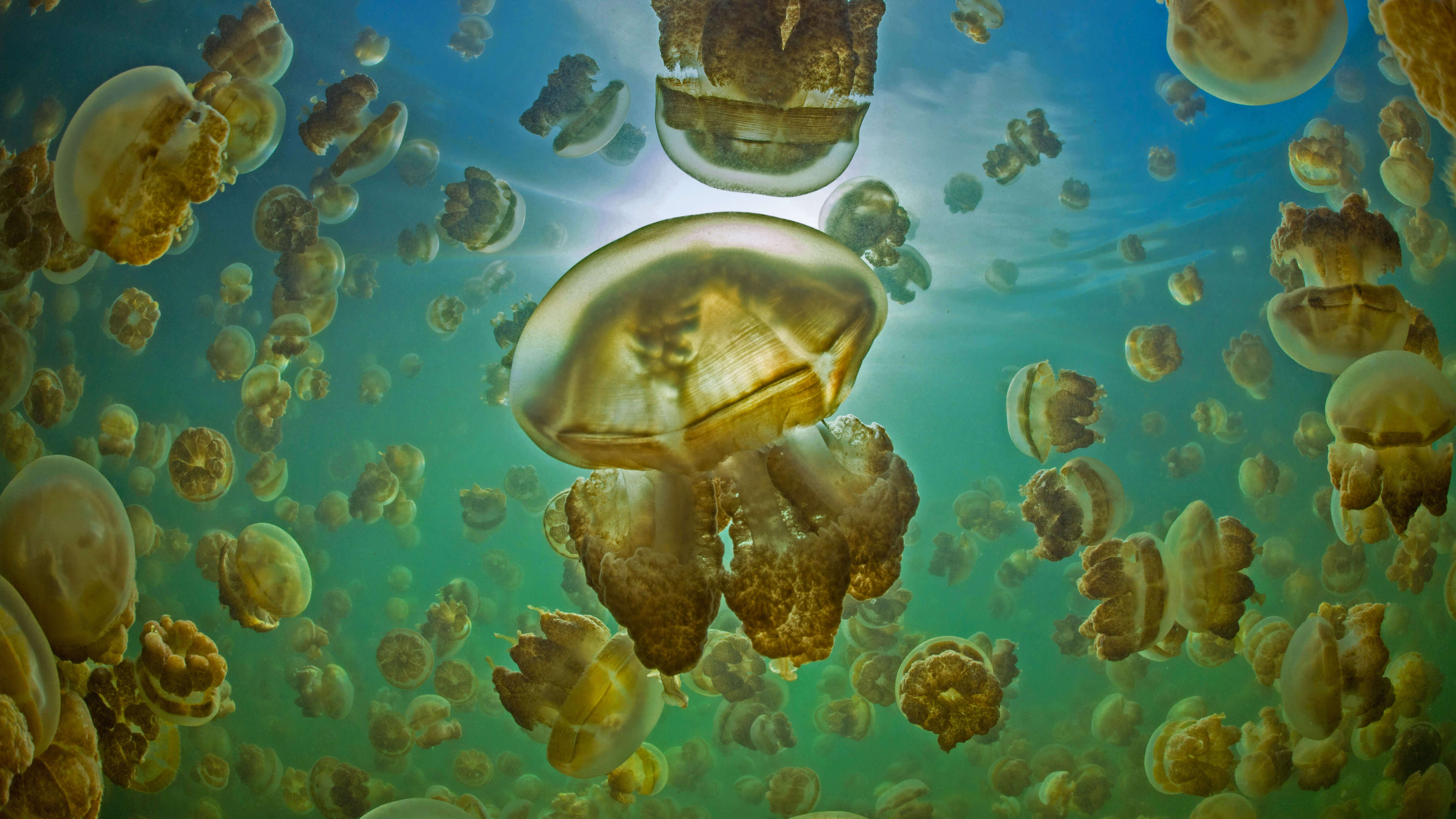 有许多水母一起漂浮在水中